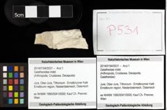 Foto (Objekt + Etiketten) von Galatheoidea indet. 